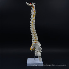 New brand plastic medical spine model